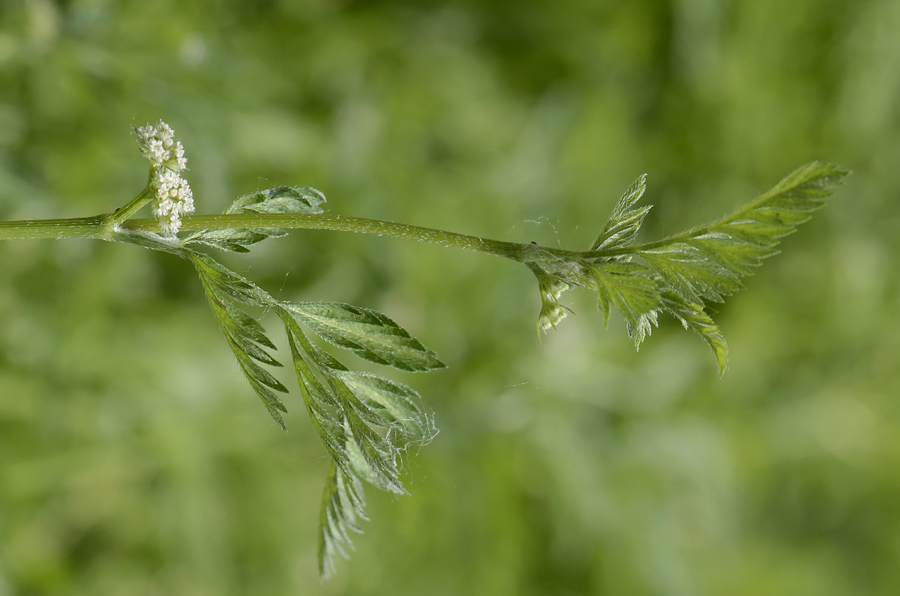 Torilis nodosa / Lappolina nodosa